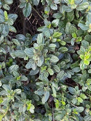 Ceanothus thyrsiflorus