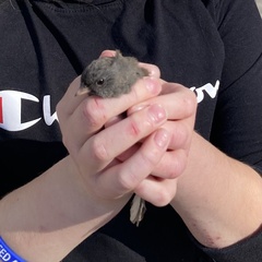 Junco hyemalis
