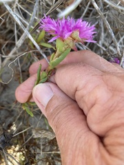 Lampranthus tenuifolius