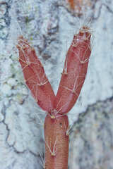 Rhipsalis baccifera