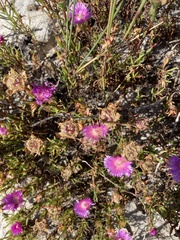 Lampranthus tenuifolius
