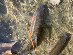 Clinostomus funduloides