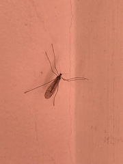 Trichocera