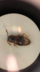 Phymaphora pulchella