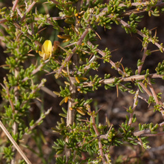 Aspalathus spinosa spinosa