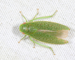 Rugosana querci