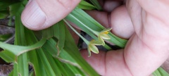 Hypoxis angustifolia buchananii