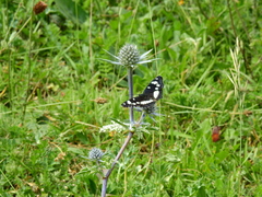 Limenitis reducta