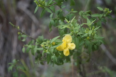 Aureolaria grandiflora