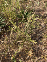 Aspalathus spinosa spinosa