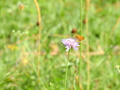Thymelicus sylvestris