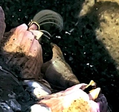 Paraconcavus pacificus