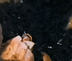 Paraconcavus pacificus