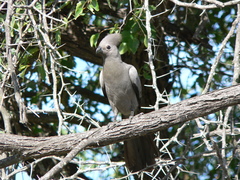 Corythaixoides concolor concolor