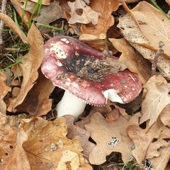 Russula atropurpurea