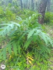 Cirsium subcoriaceum
