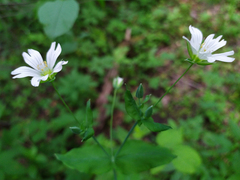 Cerastium davuricum