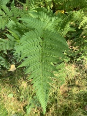 Dryopteris intermedia