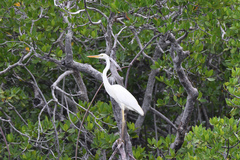 Ardea herodias occidentalis