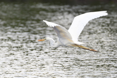 Ardea herodias occidentalis