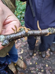 Macrotyphula contorta