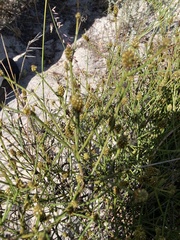 Thesium capitatum