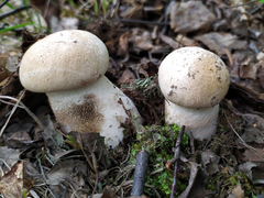 Leccinum percandidum