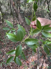 Cinnamomum camphora