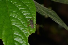 Leptoscelis elongator