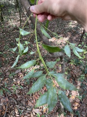 Cinnamomum camphora