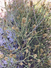Thesium capitatum
