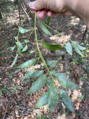 Cinnamomum camphora