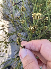 Thesium capitatum