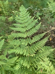 Dryopteris intermedia