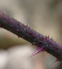 Rubus carpetanus