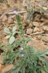 Verbena supina