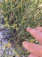 Thesium capitatum