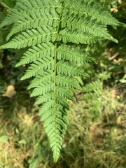 Dryopteris intermedia