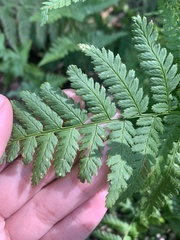 Dryopteris intermedia