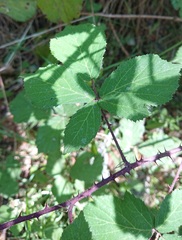 Rubus carpetanus