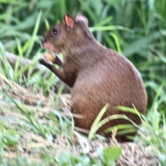 Dasyprocta ruatanica