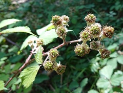 Rubus carpetanus