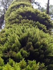 Dendroalsia abietina