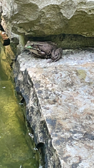 Lithobates clamitans