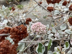 Eriogonum latifolium