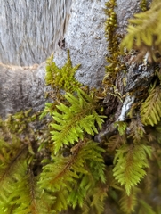 Dendroalsia abietina