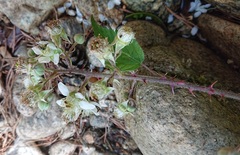 Rubus carpetanus