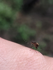 Aedes taeniorhynchus
