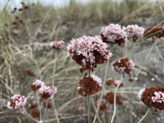Eriogonum latifolium