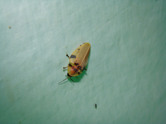 Aspisoma sticticum
